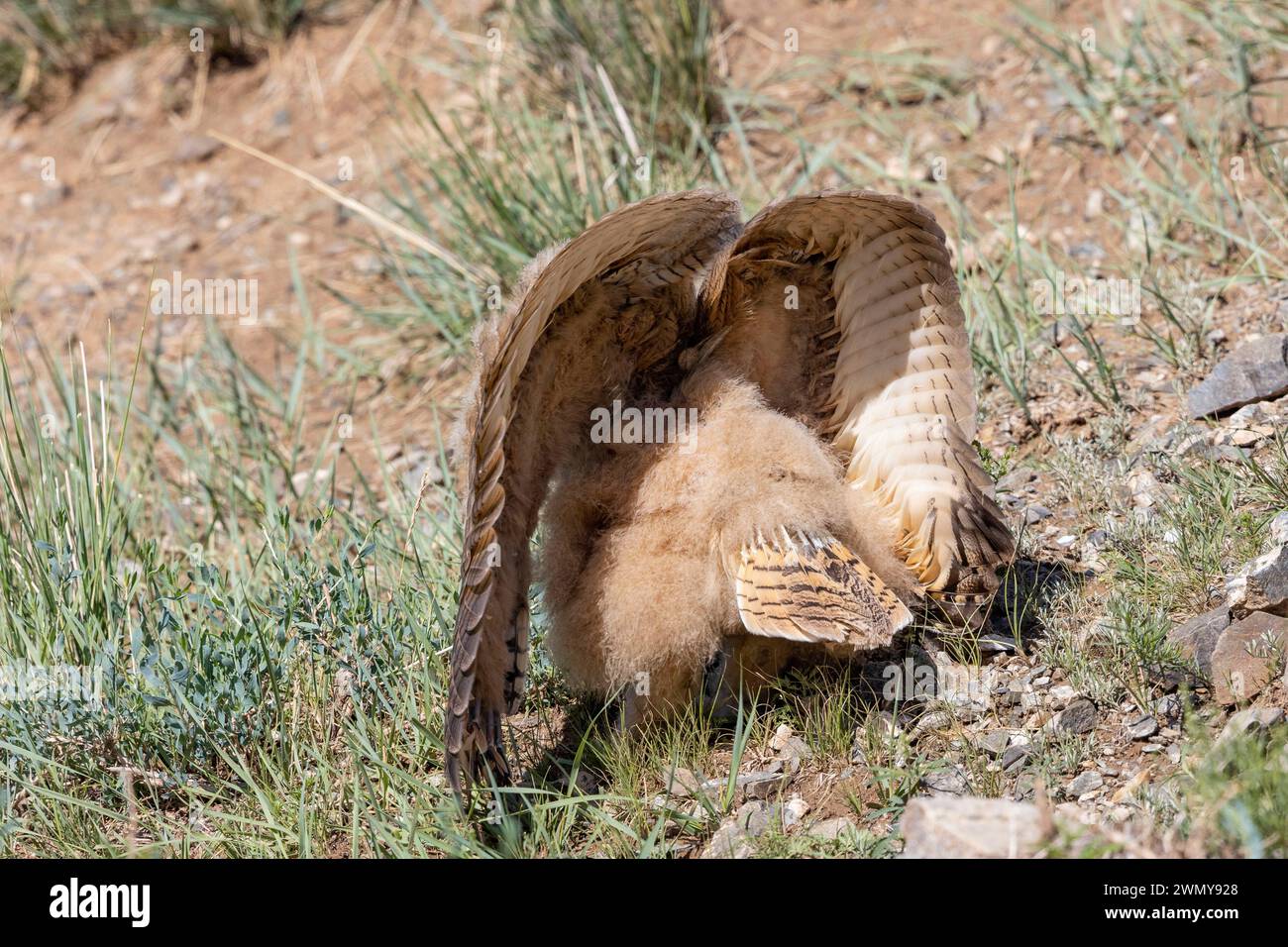 Mongolia, Mongolia orientale, Steppe, gufo cornuto (bubo bubo), giovane a terra, posizione difensiva Foto Stock