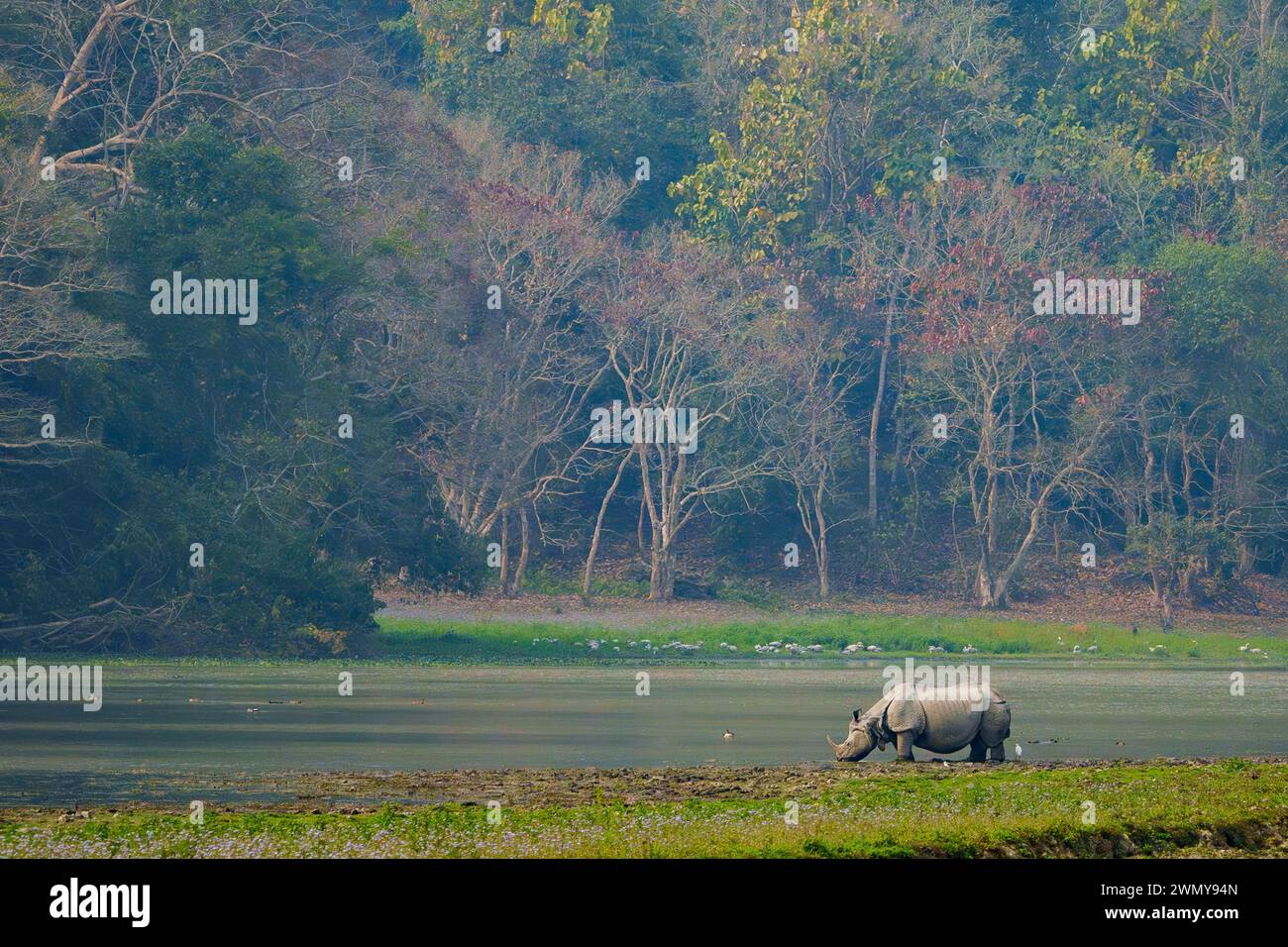 India, Uttarakhand, Jim Corbett National Park, rinoceronti asiatici o rinoceronti indiani o rinoceronti più grandi (Rhinoceros unicornis), popolazione stimata a 2.300 esemplari, due terzi dei quali si trovano nel parco nazionale di Kaziranga Foto Stock