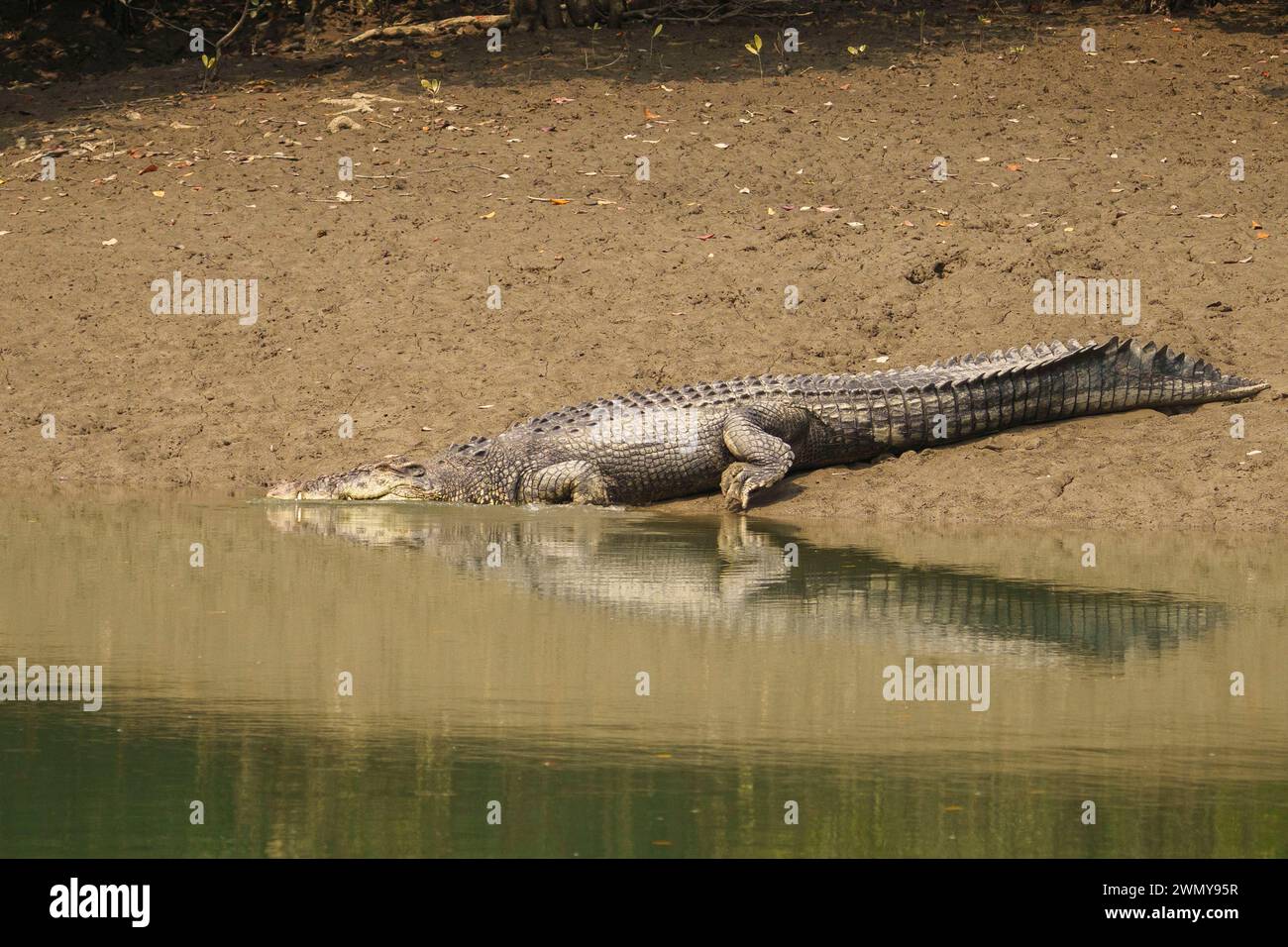 India, Baia del Bengala, Sunderbans, mangrovie, coccodrillo d'acqua salata (Crocodylus porosus), poggiato su una riva fangosa Foto Stock