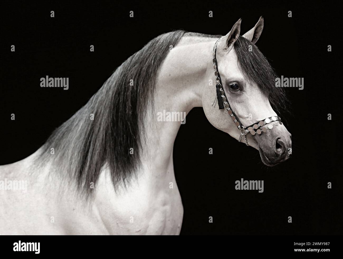 Arabo. Stallionegrigia con un'altalena visibile su sfondo nero. Germania Foto Stock