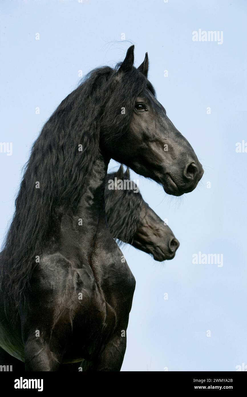Stalloni friesiani in piedi in un prato. Germania Foto Stock