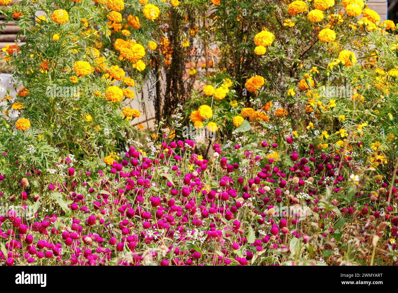 Nepal, Nayabazar, comune rurale di Maijogmai a Ilam, coltivazione di fiori decorativi (calendula e altri) in preparazione del festival Tihar o Deepawali, chiamato anche festival divali, festival delle luci Foto Stock