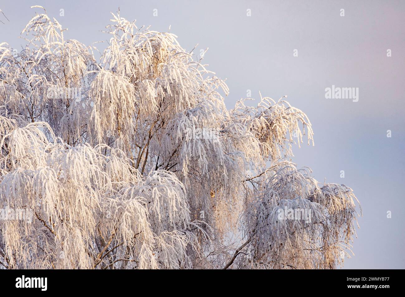 Francia, Bas Rhin, ingresso al villaggio di Heiligenstein, alberi ghiacciati nella nebbia, betulle ghiacciate Foto Stock