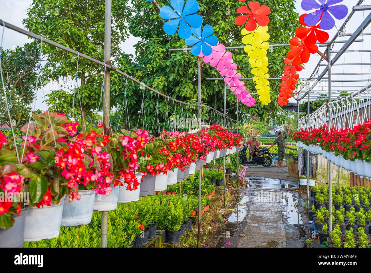Vietnam, Delta del Mekong, sa Dec, il villaggio di fiori di sa Dec, chiamato Lang Hoa in vietnamita Foto Stock