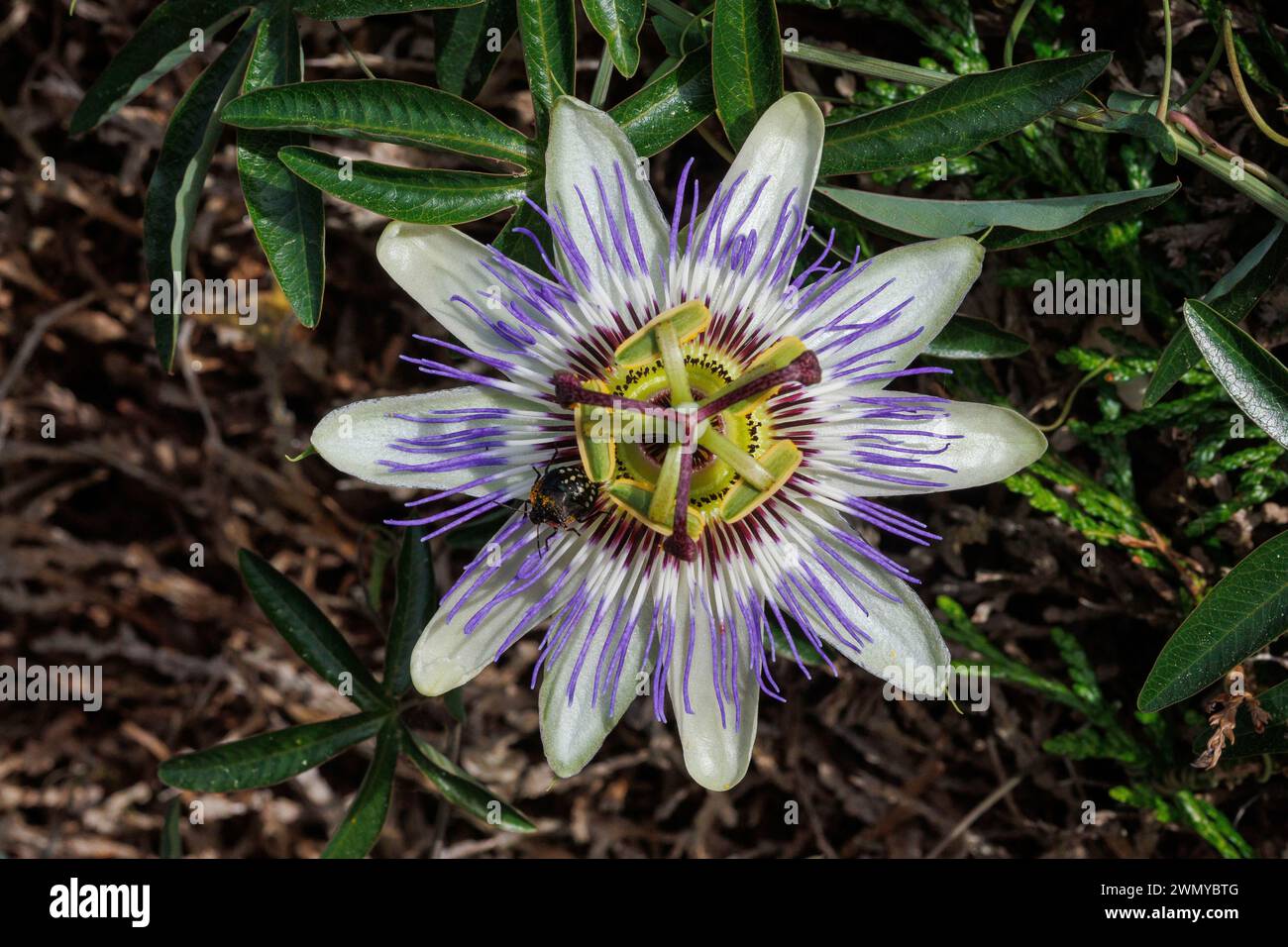 Francia, Ille et Vilaine, Rennes, fiore della passione blu (Passiflora caerulea), in fiore in un giardino Foto Stock