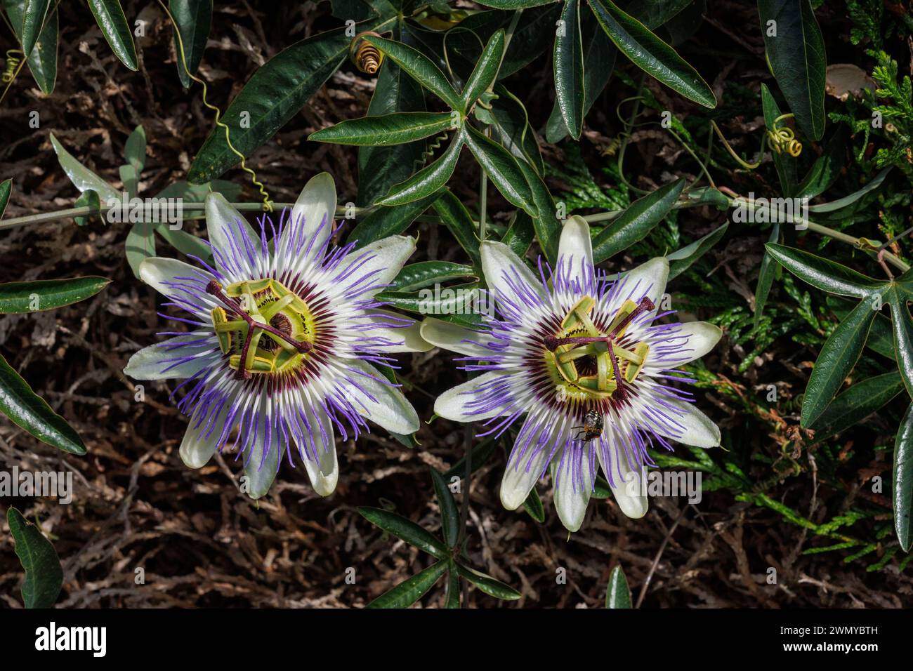 Francia, Ille et Vilaine, Rennes, fiore della passione blu (Passiflora caerulea), in fiore in un giardino Foto Stock