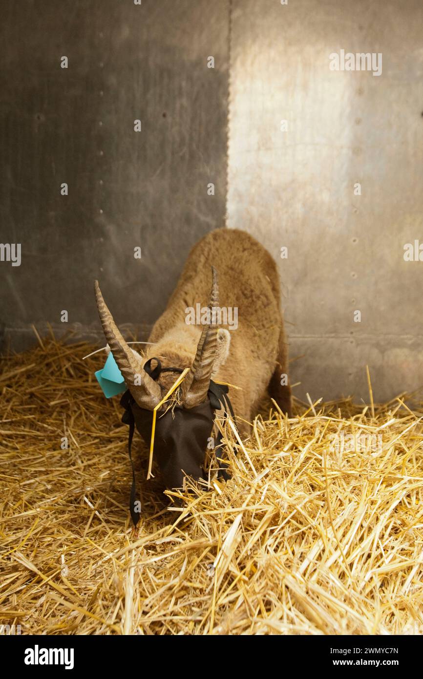 Francia, Isere, massiccio di Chartreuse, reintroduzione dello stambecco (Capra ibex) Foto Stock