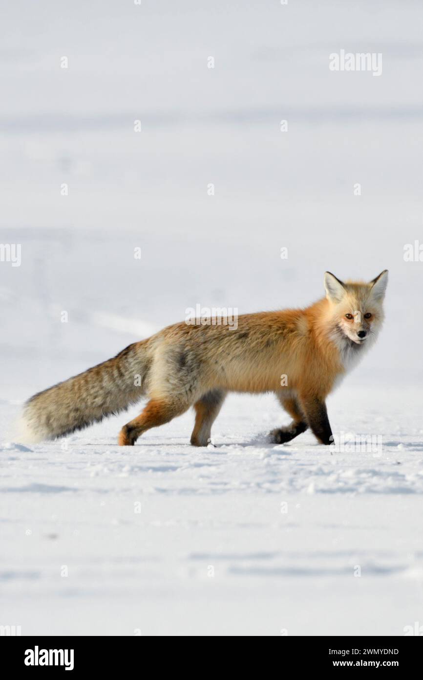 American Red Fox ( Vulpes vulpes ) in inverno, correre sulla neve, guardare, Yellowstone NP, Wyoming, STATI UNITI. Foto Stock American Red Fox ( Vulpes vulpes ) in inverno, correre sulla neve, guardare, Yellowstone NP, Wyoming, STATI UNITI. Foto Stock