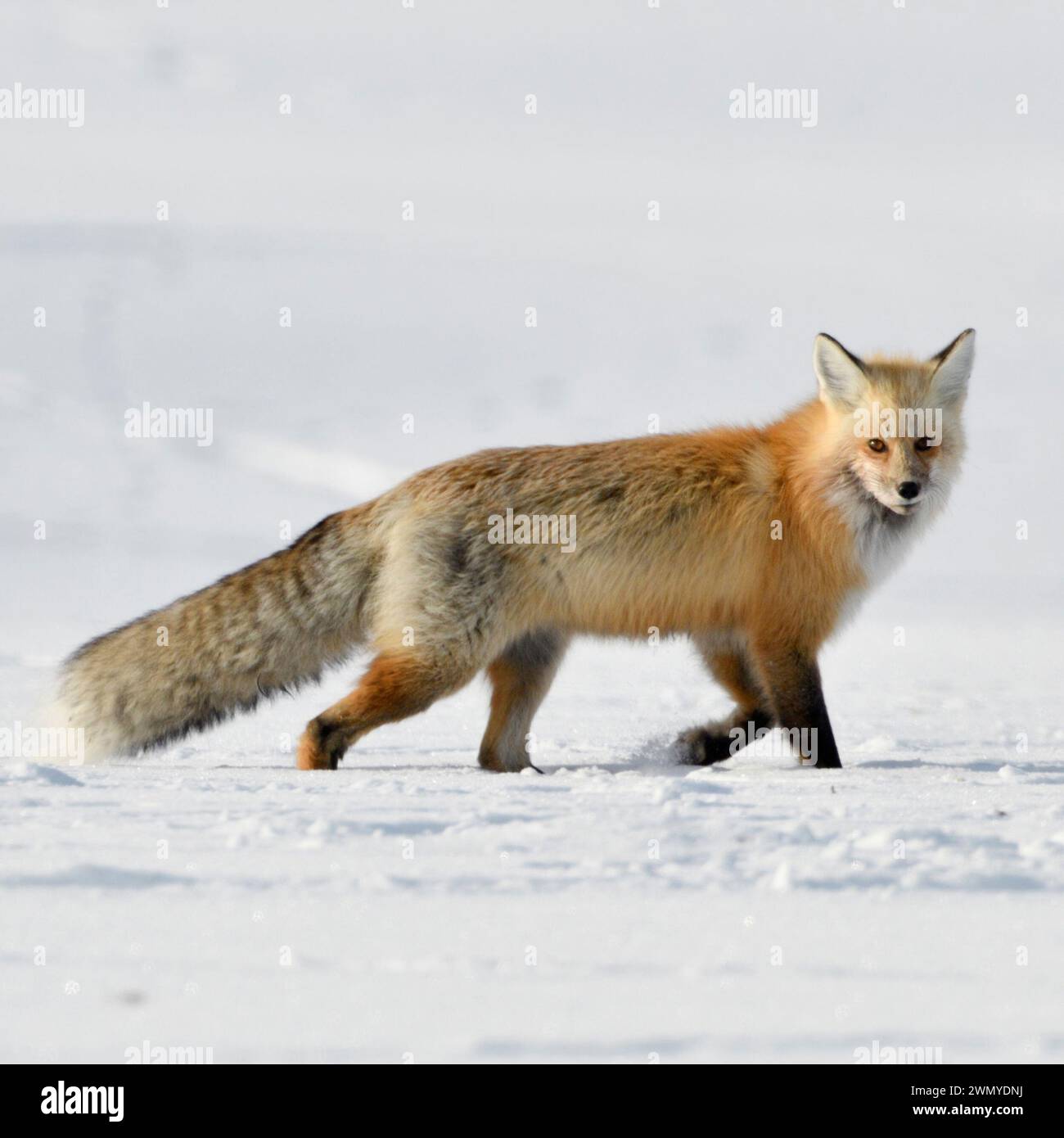 American Red Fox ( Vulpes vulpes ) in inverno, correre sulla neve, guardare, Yellowstone NP, Wyoming, STATI UNITI. Foto Stock American Red Fox ( Vulpes vulpes ) in inverno, correre sulla neve, guardare, Yellowstone NP, Wyoming, STATI UNITI. Foto Stock