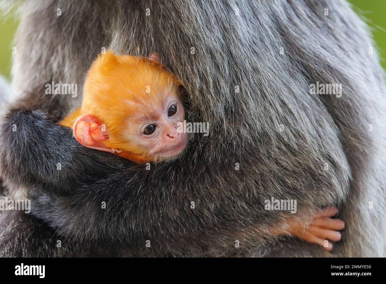 Malesia, Borneo, Sabah, riserva di Labuk Bay, lutung argentata o foglia argentata scimmia o langur argenteo (Trachypithecus cristatus), baby ( arancio in ca Foto Stock