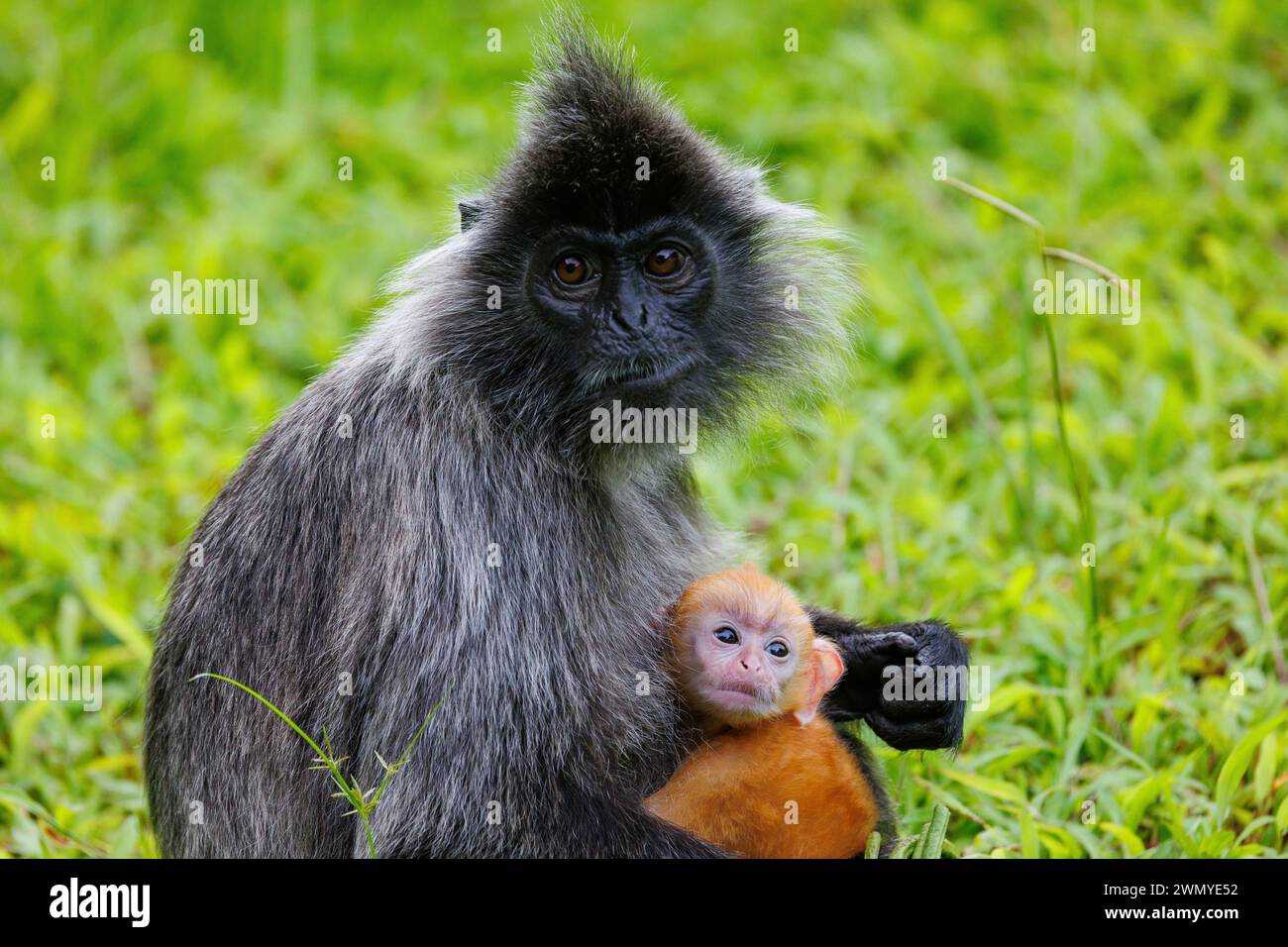 Malesia, Borneo, Sabah, riserva di Labuk Bay, lutung argentata o foglia argentata scimmia o langur argenteo (Trachypithecus cristatus), baby (di colore arancione) con la madre Foto Stock