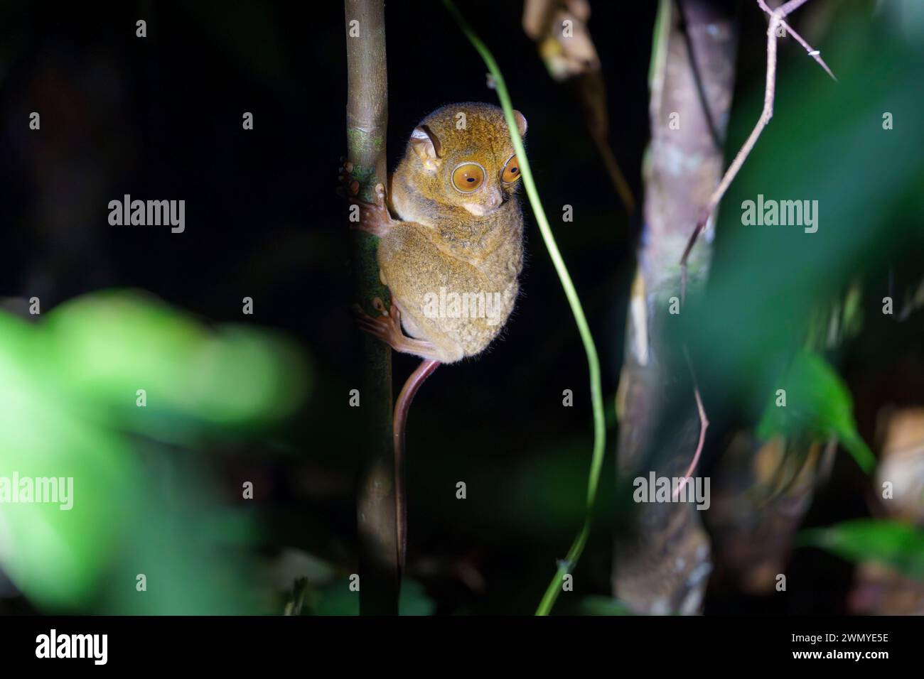 Borneo settentrionale sudorientale, Malesia, Sabah, tarsier occidentale (Cephalopachus bancanus) o Horsfield tarsier o Banca tarsier o Western tarsier (Cephalopachus bancanus), appeso a un ramo Foto Stock