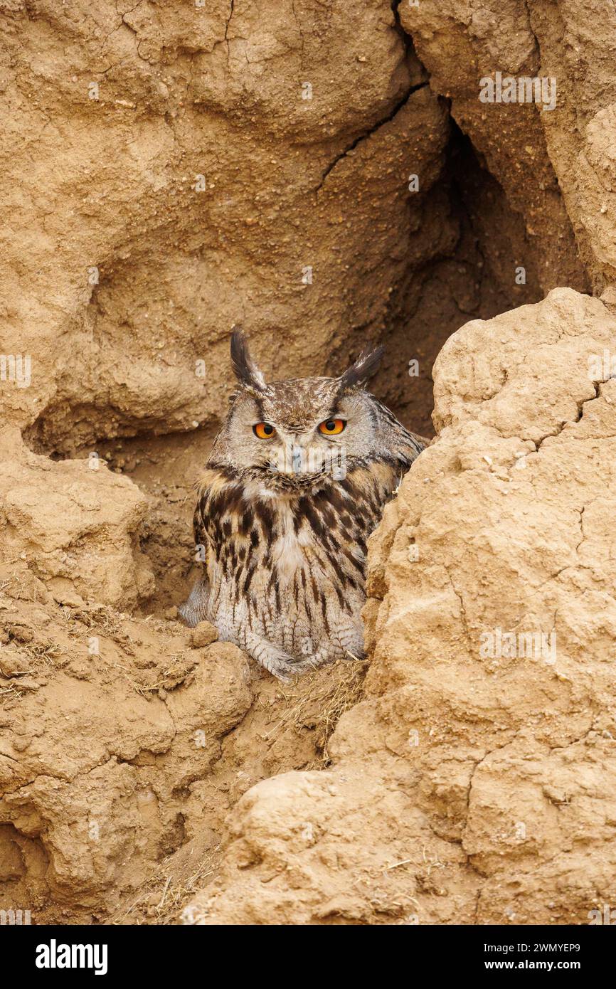 Mongolia, Mongolia orientale, Steppe, gufo cornuto (bubo bubo), adulti su una scogliera di argilla Foto Stock