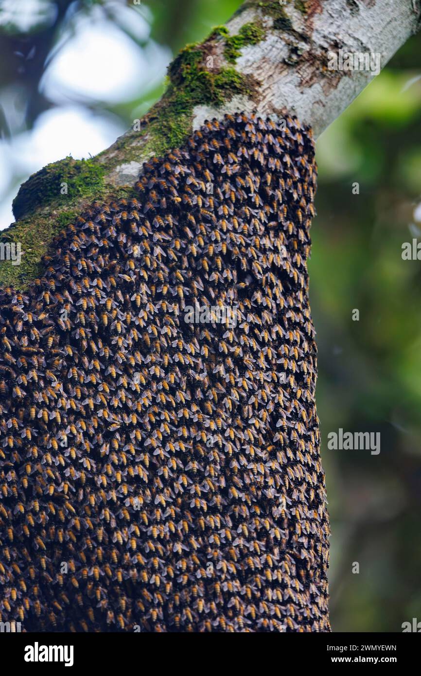 Southeast Northern Borneo, Malaysia, Sabah, Deramakot Forest Reserve che è una riserva naturale nel Sandakan, colonia di api giganti indonesiane e malesi (Apis dorsata binghami), colonia spesso installata sospesa sotto i rami di Koompassia excelsa, chiamata anche Tualang o Silverbark Tualang o Honey Tree. Colonia gigante di api mellifere {Apis Dorsata} Foto Stock