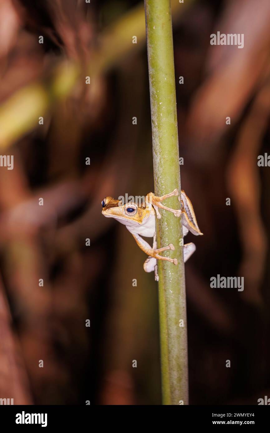 Southeast Northern Borneo, Malaysia, Sabah, Deramakot Forest Reserve, riserva naturale di Sandakan, file Eared Tree Frog (Polypedates otilophu Foto Stock