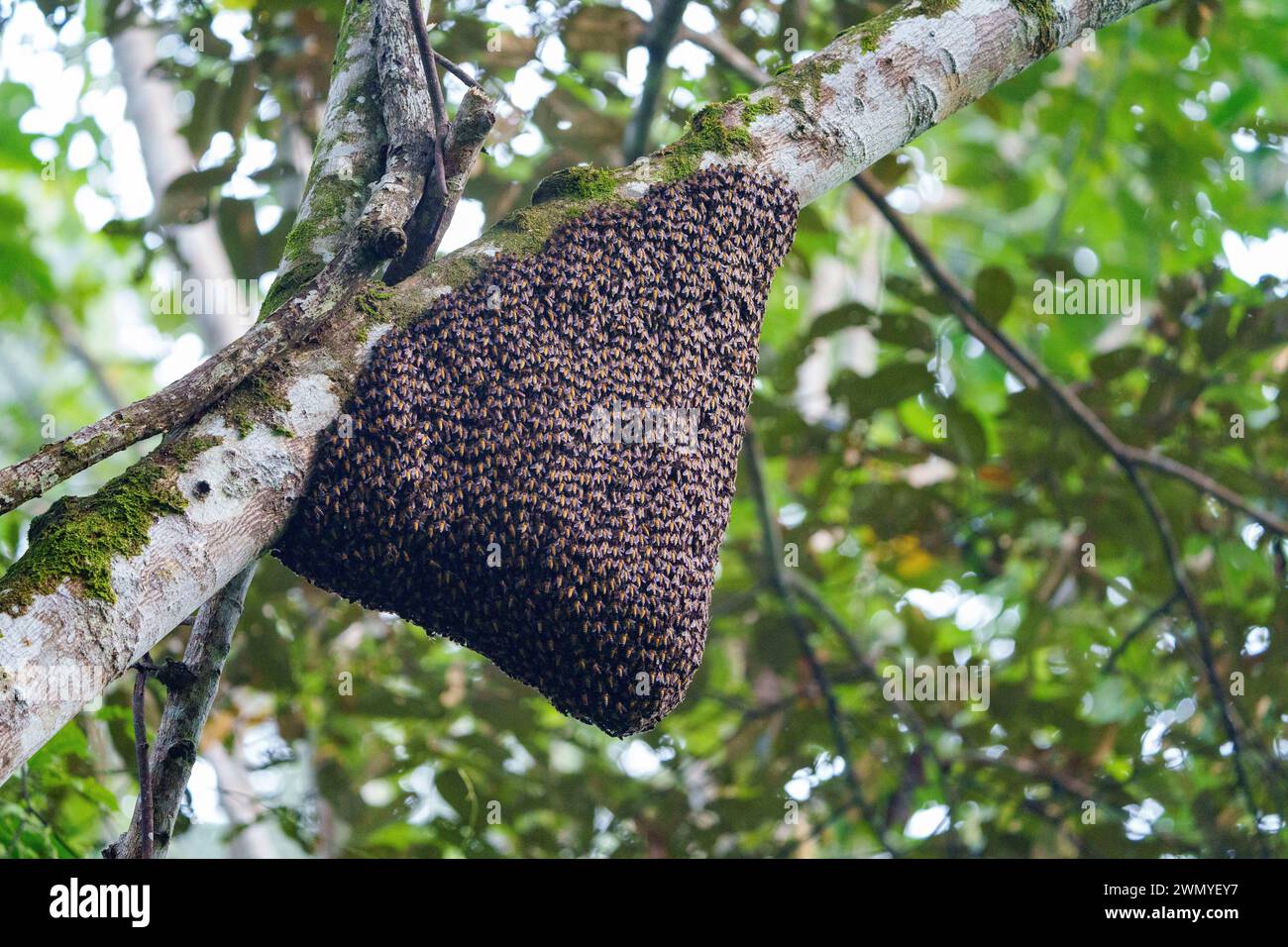 Southeast Northern Borneo, Malaysia, Sabah, Deramakot Forest Reserve che è una riserva naturale nel Sandakan, colonia di api giganti indonesiane e malesi (Apis dorsata binghami), colonia spesso installata sospesa sotto i rami di Koompassia excelsa, chiamata anche Tualang o Silverbark Tualang o Honey Tree. Colonia gigante di api mellifere {Apis Dorsata} Foto Stock