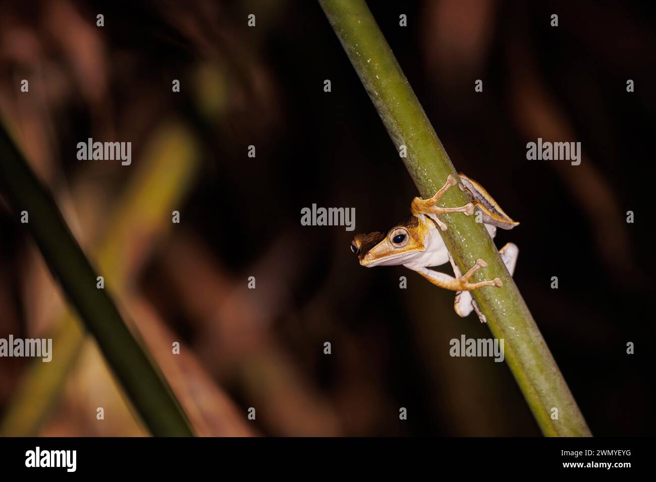 Borneo nord-orientale, Malesia, Sabah, riserva forestale di Deramakot, riserva naturale di Sandakan, rana orecchino (Polypedates otilophus) di notte, su un gambo di foglie, Foto Stock