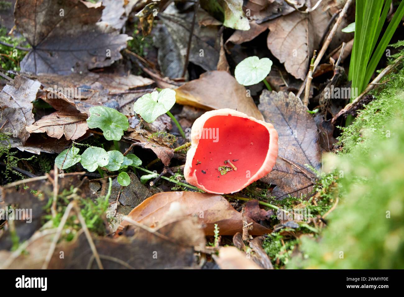 scarlet elfcup fungus sarcoscypha austriaca reas wood county antrim irlanda del nord regno unito Foto Stock