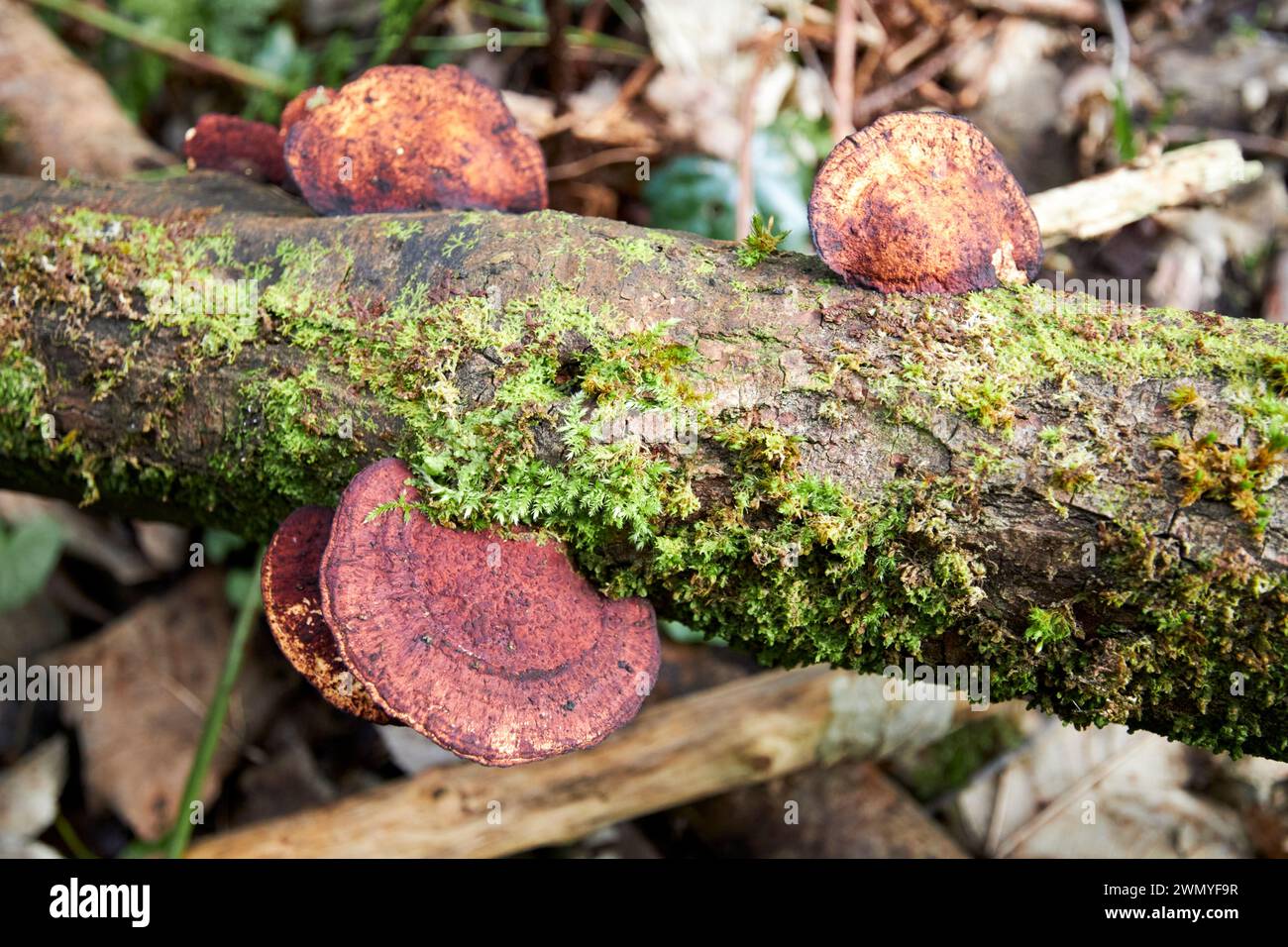 beefsteak fungus reas wood county antrim irlanda del nord regno unito Foto Stock