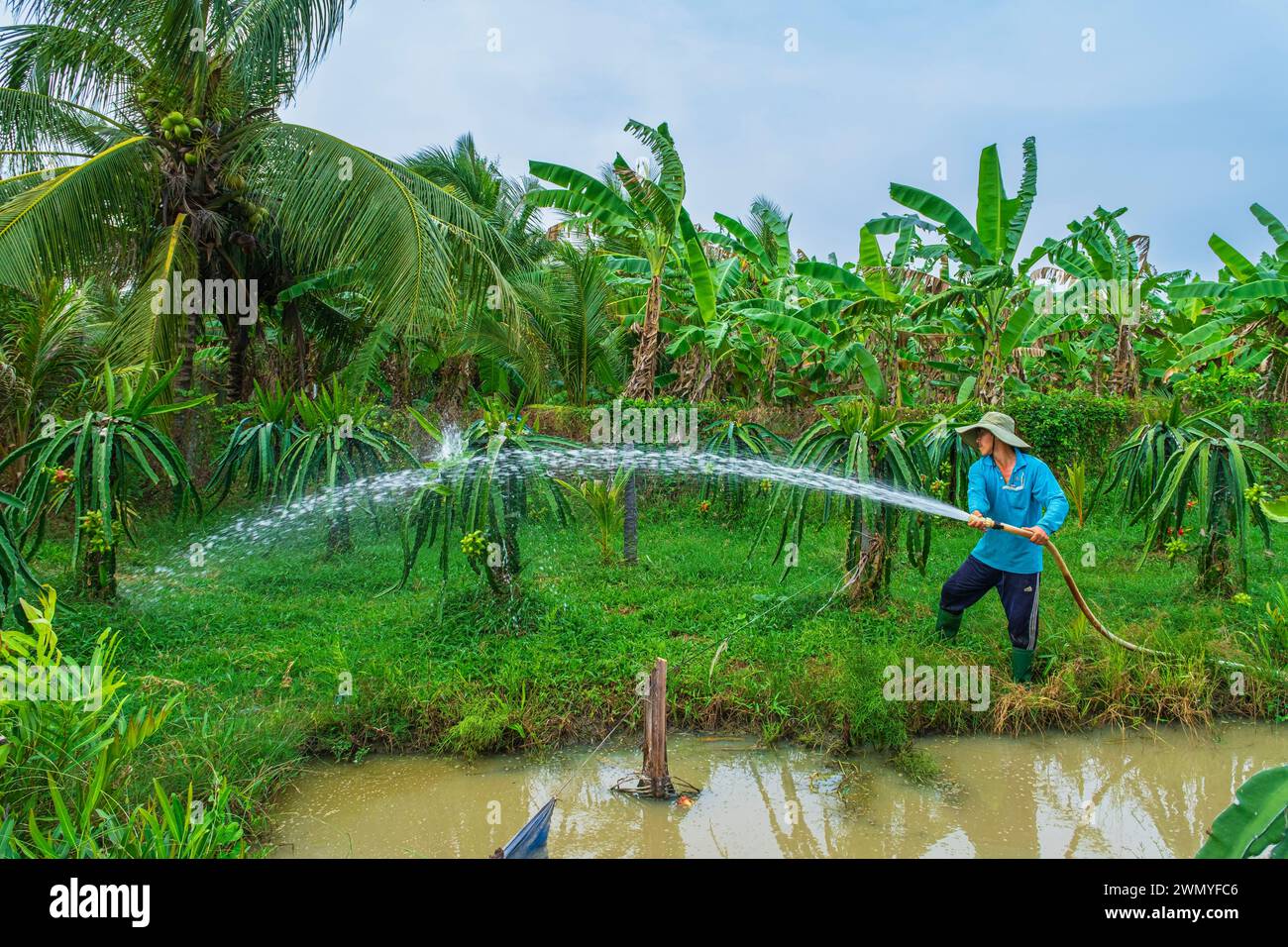 Vietnam, delta del Mekong, tra Vinh, coltivazione di frutti di drago (o pitaya o pithaya) Foto Stock