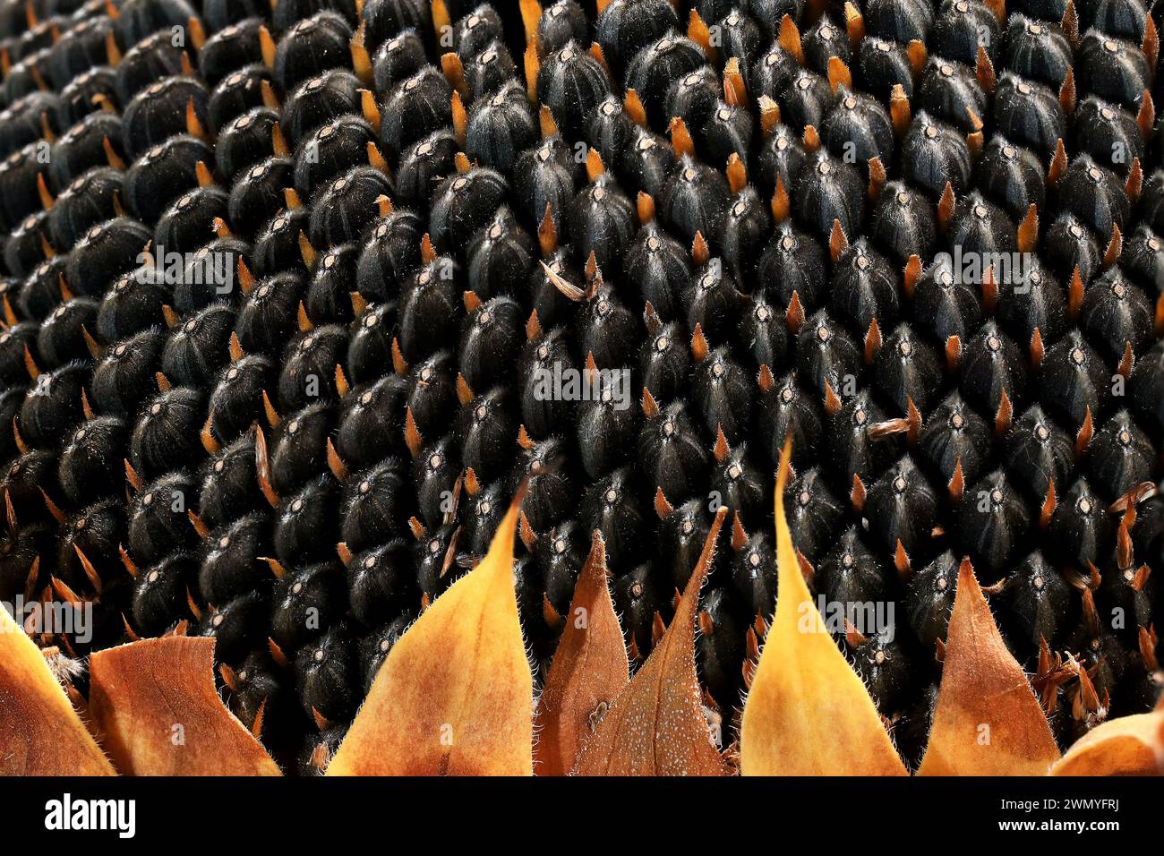 Foto ravvicinata di una testa di girasole, che rivela il motivo dettagliato e la consistenza dei semi e dei fiori marroni circostanti. Foto Stock