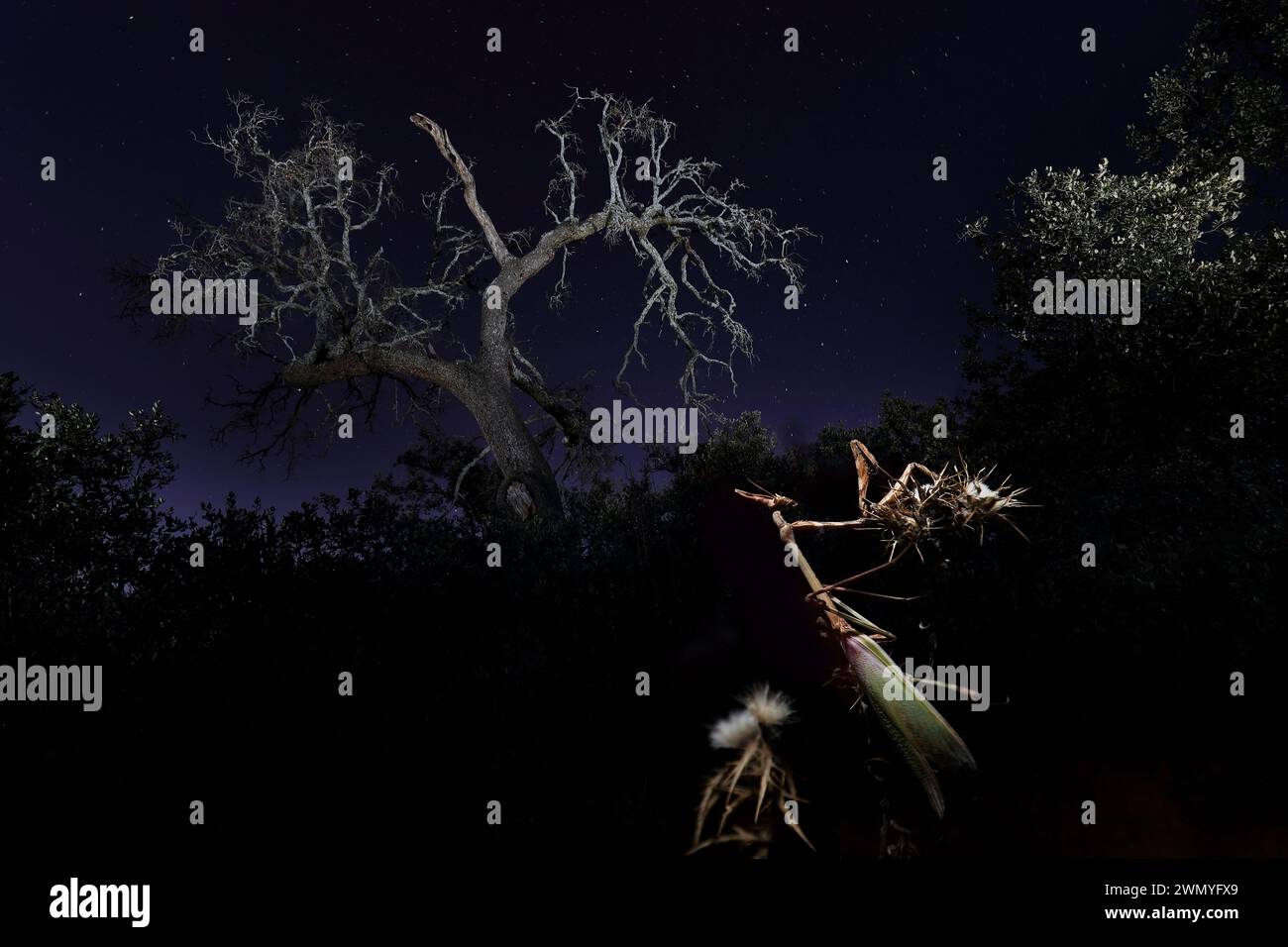 Una pennata Empusa, adagiata su un ramo sotto un cielo stellato con sagome di alberi fantasma Foto Stock