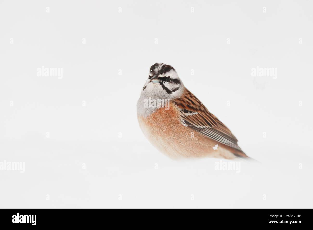 Un ritratto incontaminato di un passero solitario posto su uno sfondo bianco innevato, che dimostra la sottile bellezza della vita aviaria in un ambiente minimalista. Foto Stock