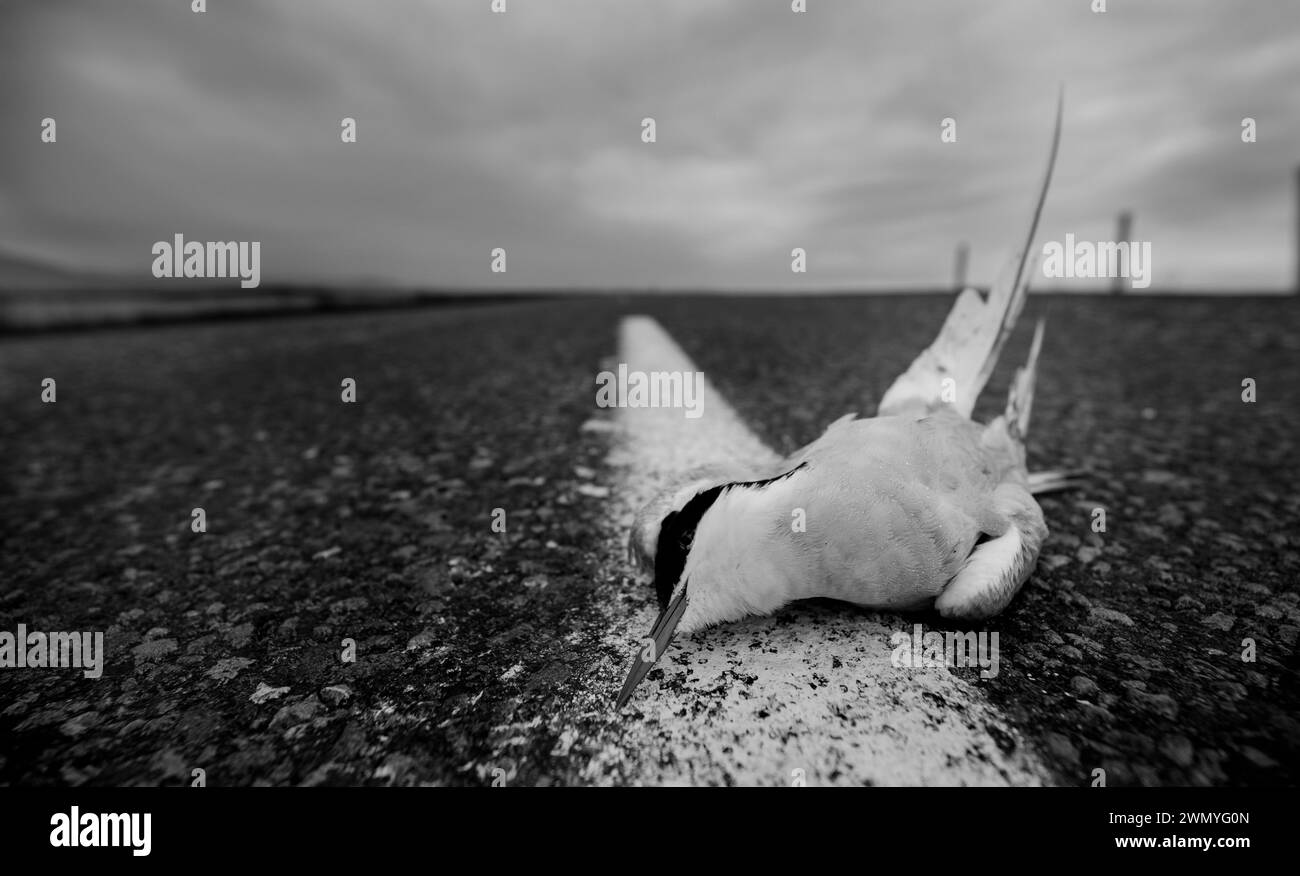 Foto monocromatica che cattura la quiete di una terna artica deceduta su una strada asfaltata islandese, evocando un senso di perdita e cicli naturali. Foto Stock