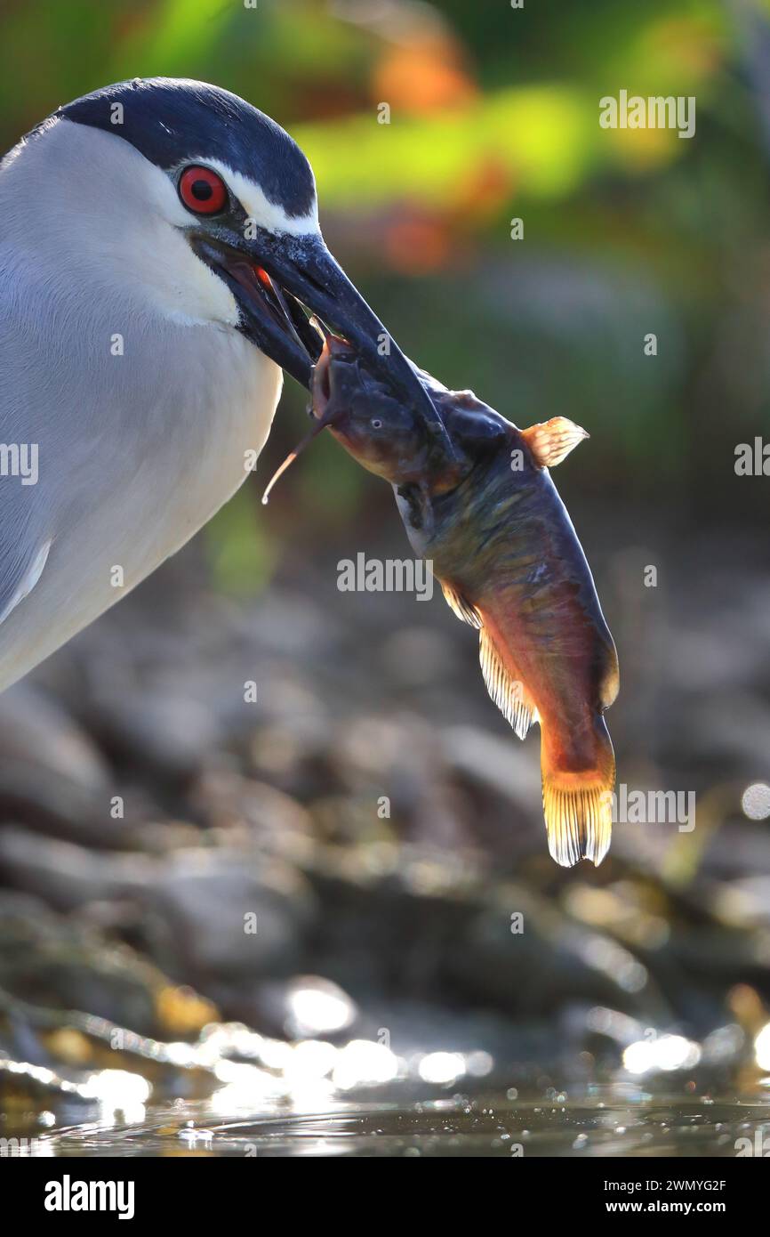 Un airone notturno o Nycticorax nycticorax tiene un pesce appena pescato nel suo becco, mostrando il comportamento predatorio della fauna selvatica in un ambiente naturale. Foto Stock