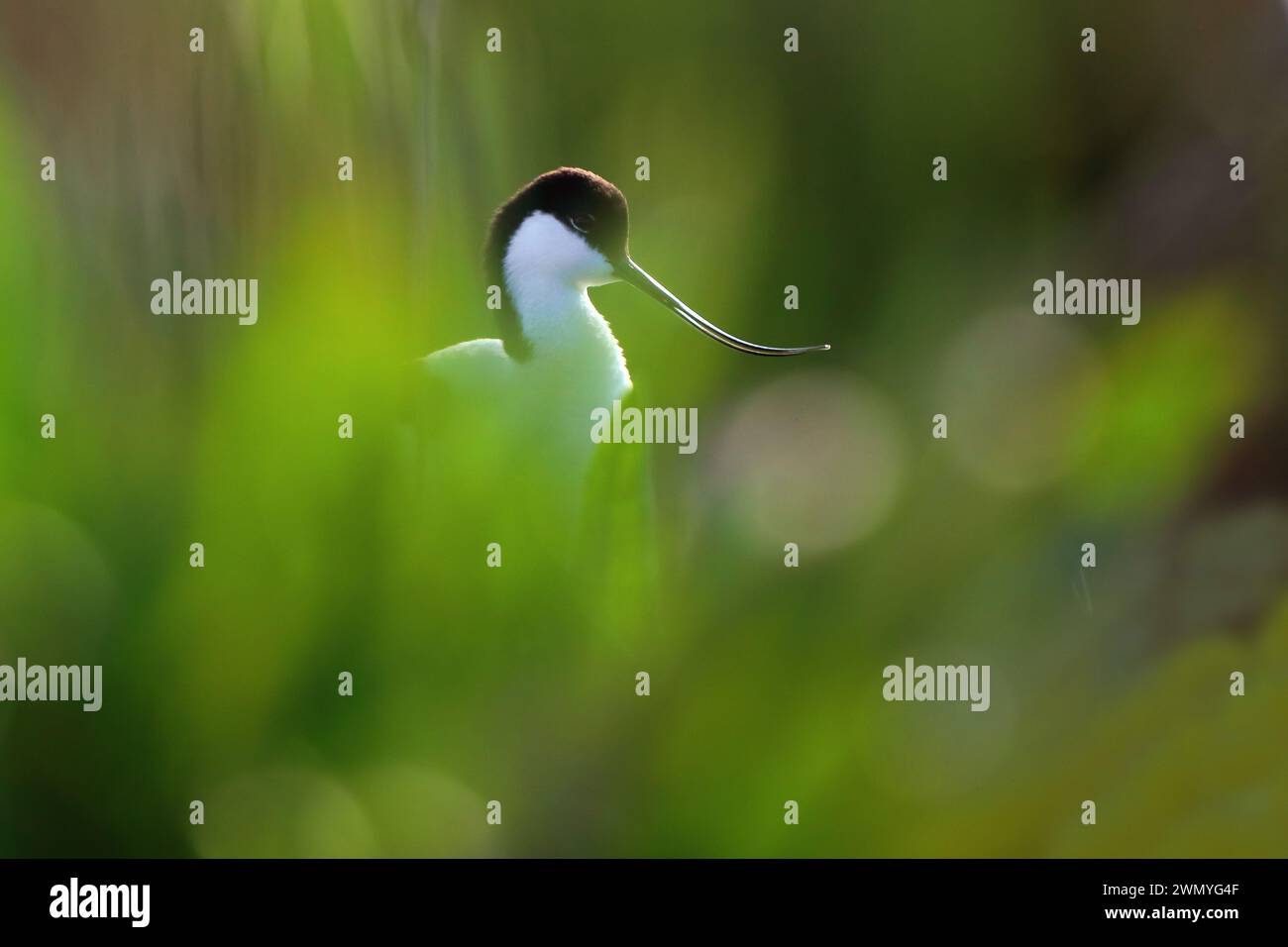 Profilo della testa di Avocet con una delicata curvatura del suo becco sottile e una vegetazione leggermente sfumata in primo piano Foto Stock