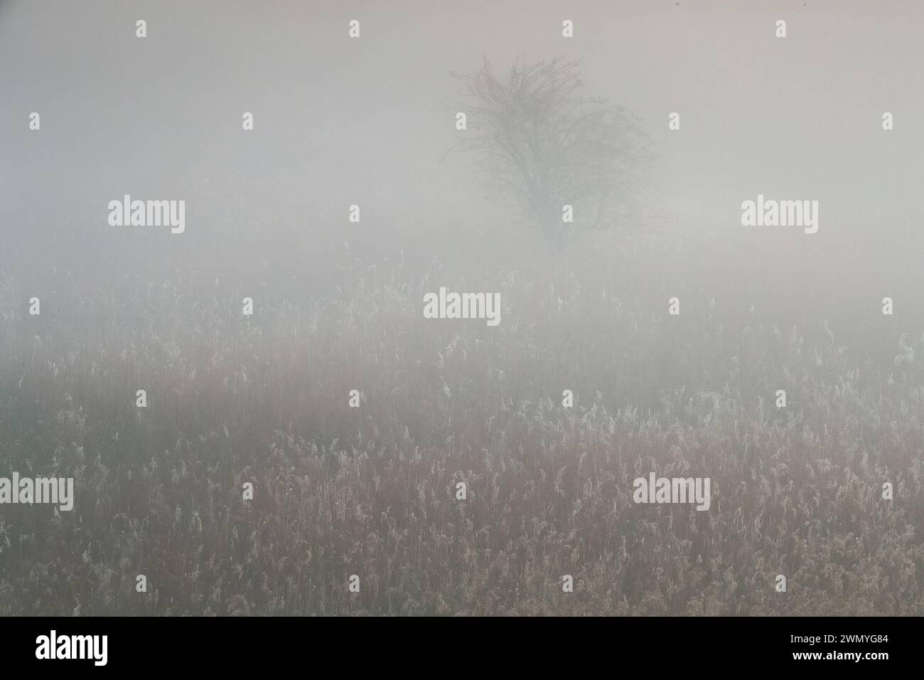 Un albero solitario si trova in un campo avvolto da una fitta nebbia, con sottili contorni di erbe alte e una tavolozza di colori attenuata Foto Stock