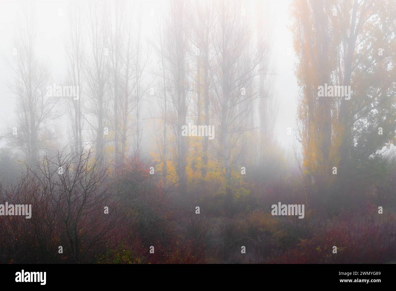 Un paesaggio autunnale da sogno velato di nebbia, caratterizzato da alti pioppi con foglie dorate e salici rossi in mezzo al sottobosco Foto Stock