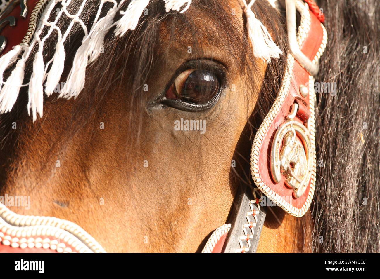 Coldblood della Germania meridionale. Ritratto di Bay mare decorato. Baviera, Germania Foto Stock