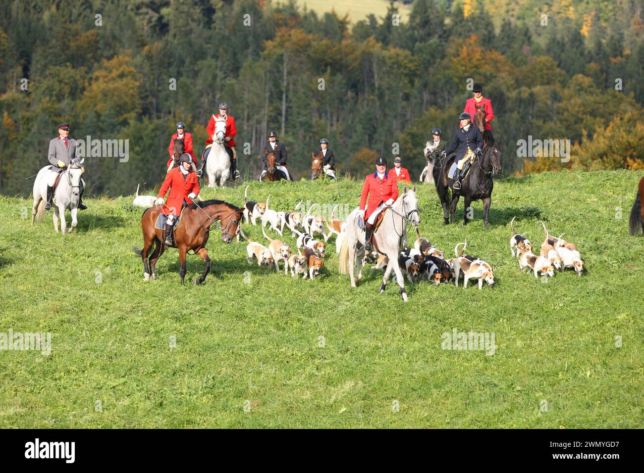 Beagle. Pacchetto Draghound per con i piloti. Germania Foto Stock