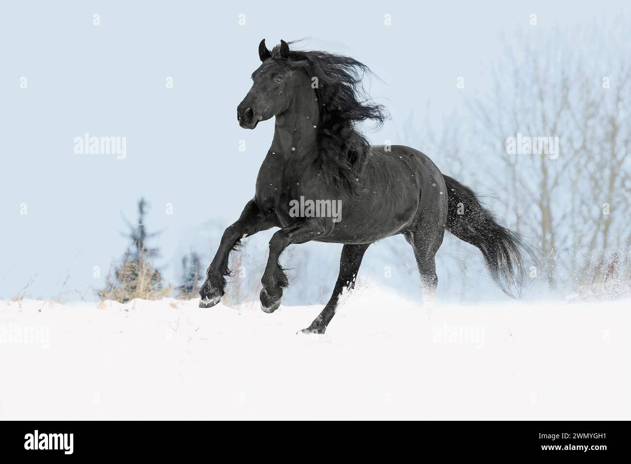 Cavallo friesiano. Mare nero galoppante nella neve. Germania Foto Stock