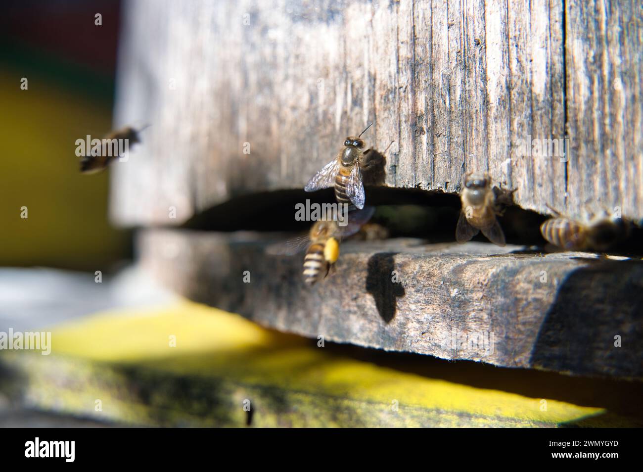 Le api mellifere si affollano all'ingresso di un alveare in Malesia, mostrando l'attività degli impollinatori. Foto Stock
