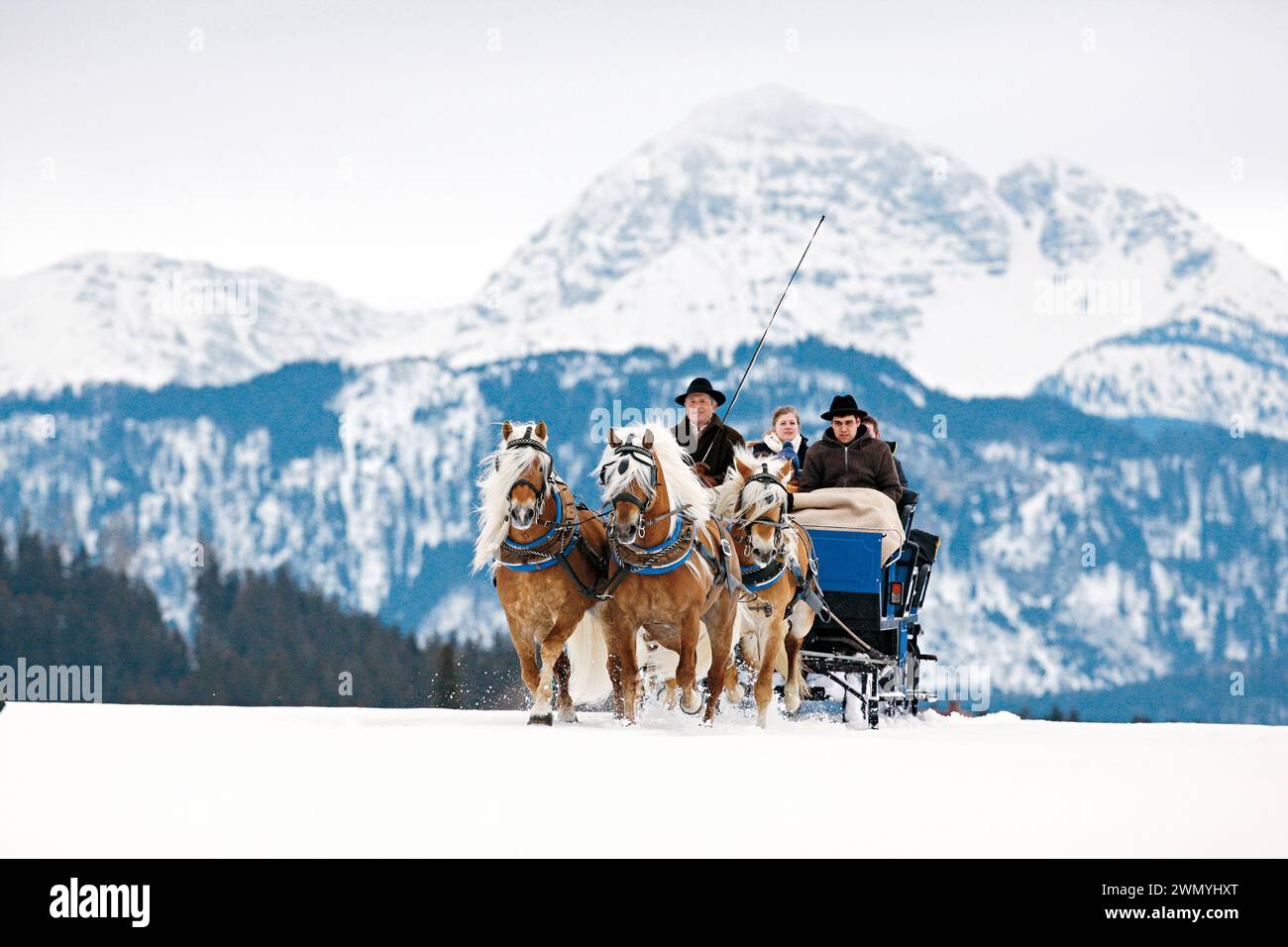 Haflinger. Quattro in mano nel tradizionale imbracatura nel paesaggio alpino. Baviera, Germania Foto Stock