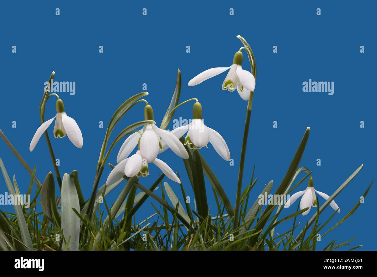 Le nevicate fioriscono alla fine di febbraio Foto Stock