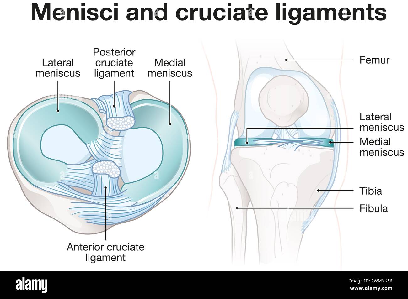 I menischi sono cartilagine a C nelle ginocchia, ammortizzazione e giunti stabilizzanti. I legamenti crociati stabilizzano il ginocchio, collegando il coscia e lo shinbone. Foto Stock