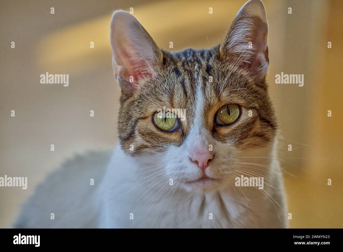 Gatto europeo gatto che guarda gatto occhi verdi gatto Foto Stock