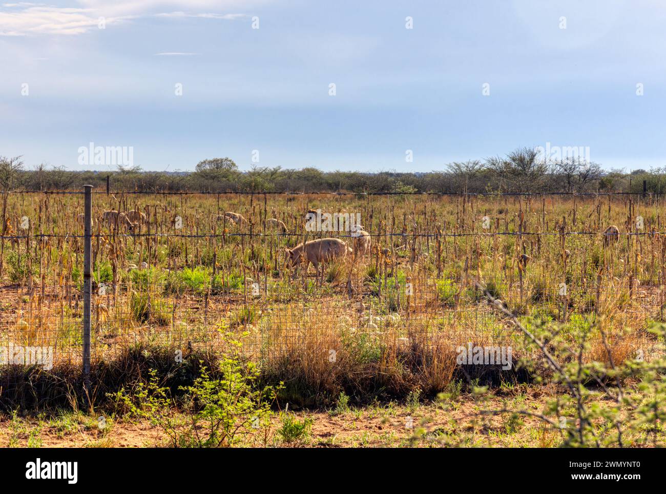 maiali e pecore all'aperto che pascolano in un'azienda agricola nel bush, piccolo imprenditore africano Foto Stock