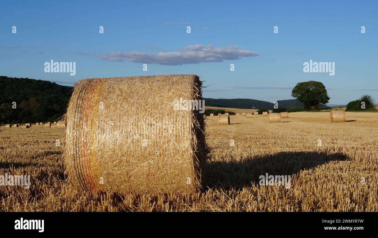 Tra i moderni pulegge di grano, un sentiero di paglia calpestata attraversa un campo sotto un cielo limpido, come simbolo di una strada pacifica verso il futuro Foto Stock