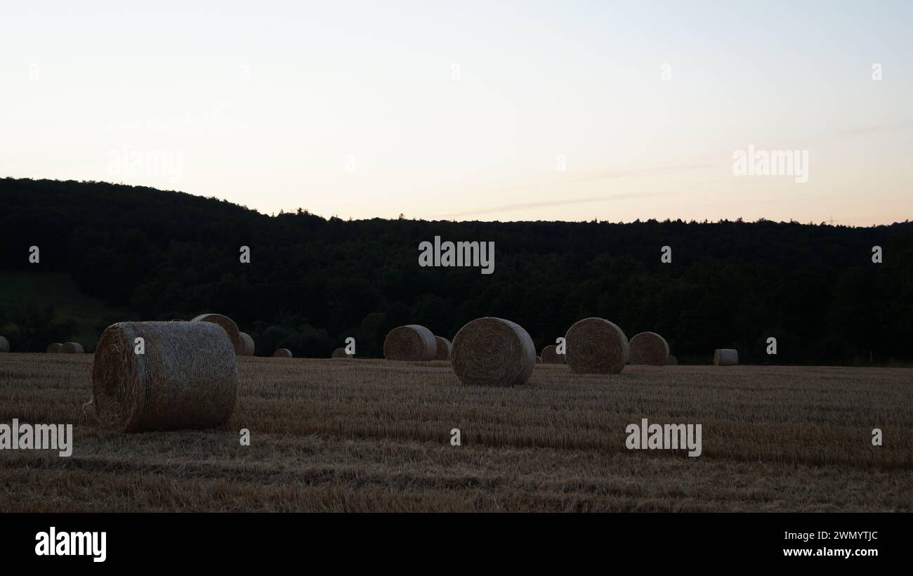 il moderno tipo di pane di grano sorge in un campo al sole della sera prima del tramonto Foto Stock