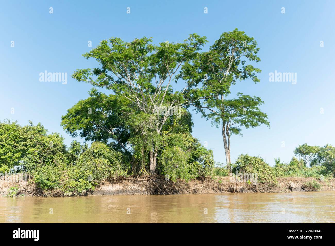 Vista dell'habitat paludoso nella riserva paludosa di Pantanal, Brasile Foto Stock