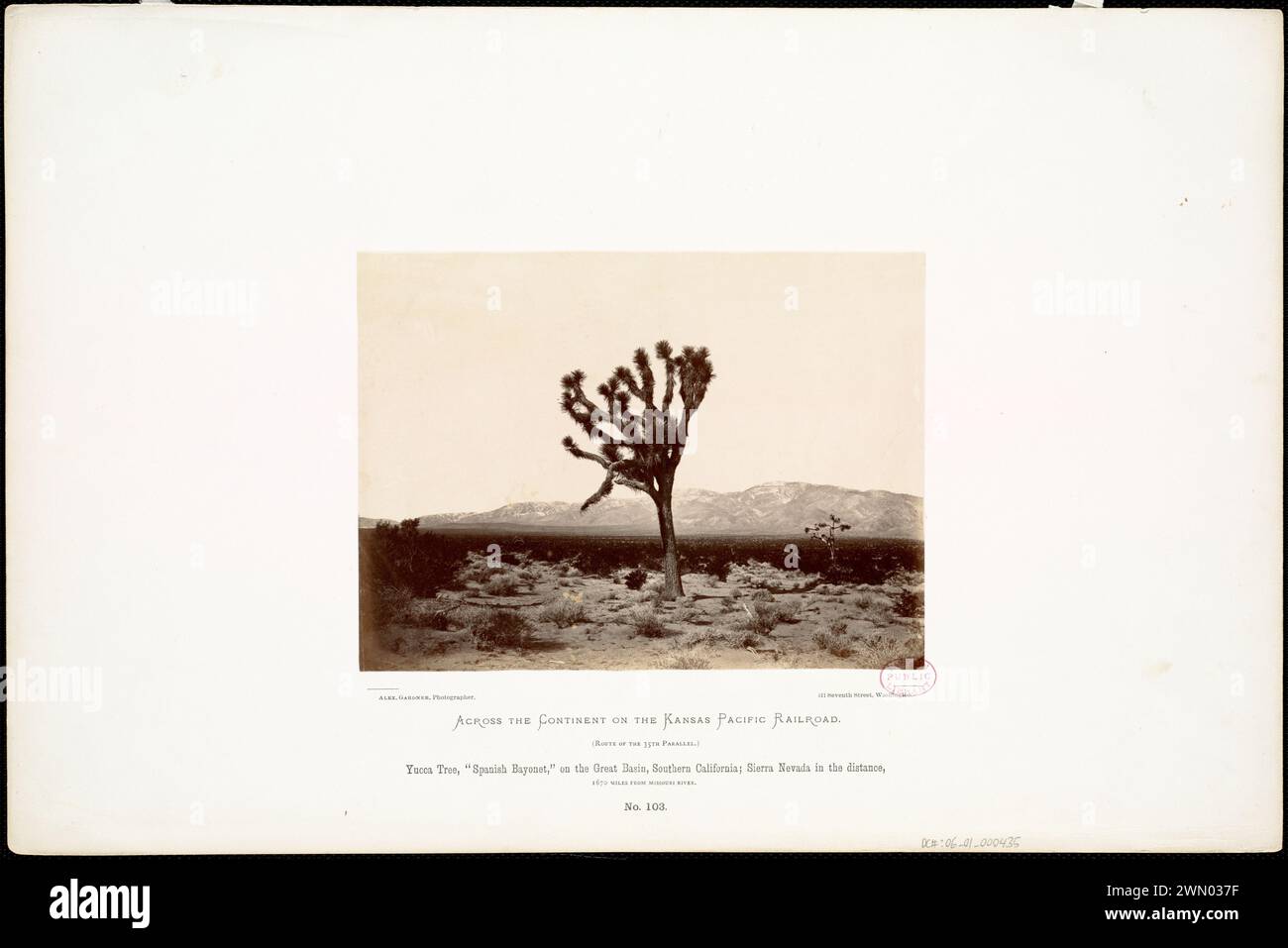 Yucca Tree, 'Spanish Bayonet', sul Great Basin, California meridionale; Sierra Nevada in lontananza, a 1670 miglia dal fiume Missouri. Yucca Tree, 'Spanish Bayonet', sul Great Basin, California meridionale; Sierra Nevada in lontananza, 1670 miglia dal fiume Missouri. Foto Stock