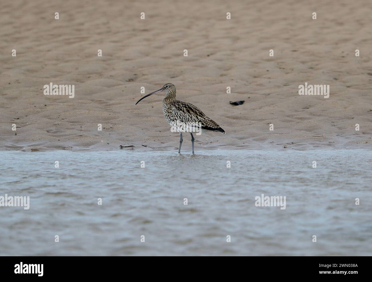 Curlew (Numenius arquata) Foto Stock