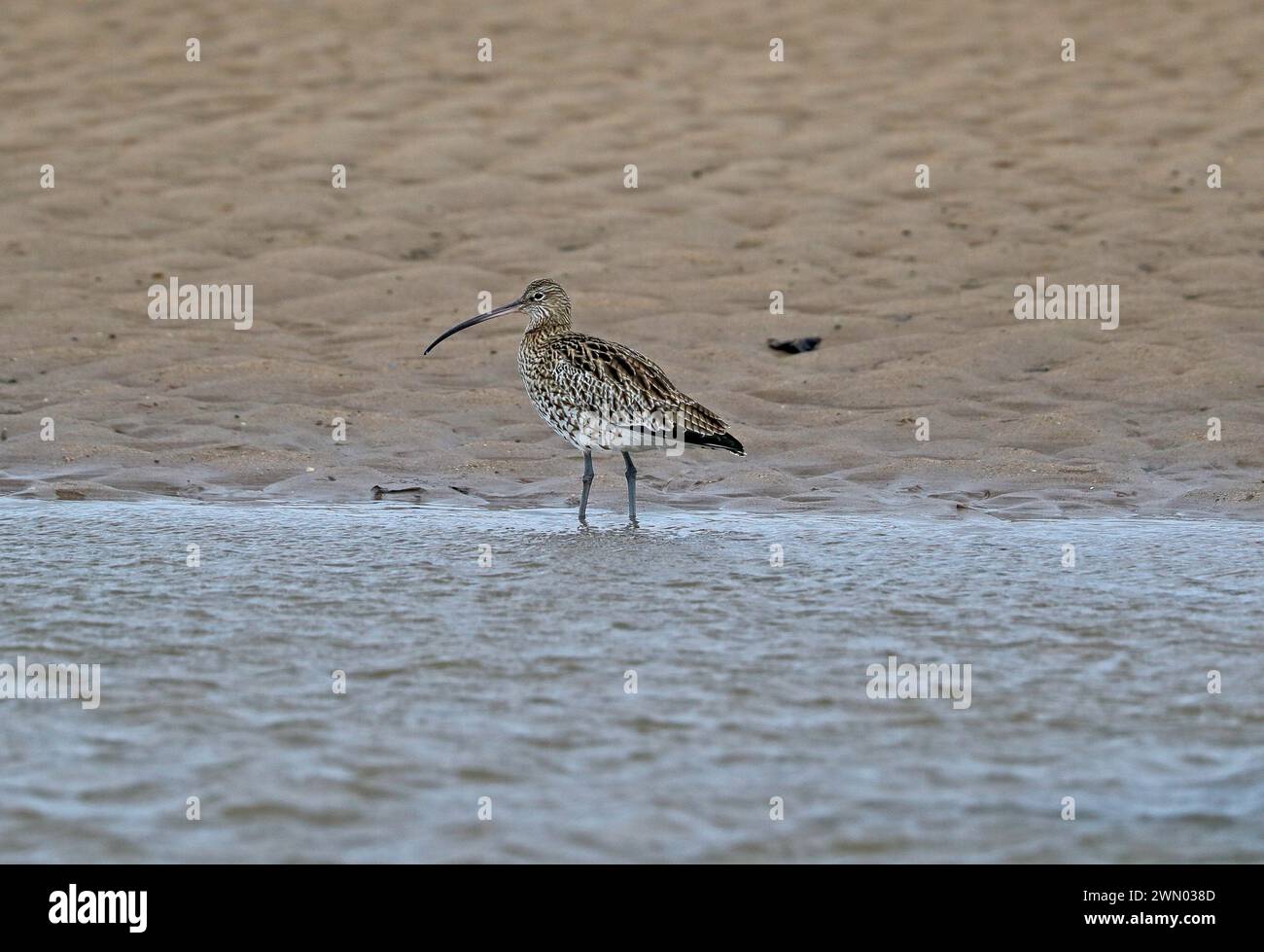 Curlew (Numenius arquata) Foto Stock