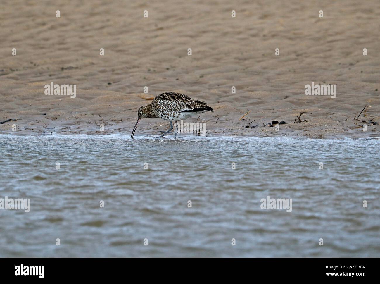 Curlew (Numenius arquata) Foto Stock