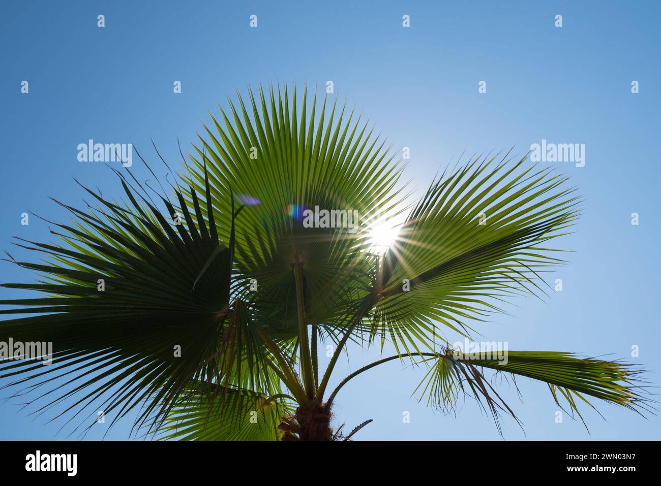 Resort estivo. La palma si lascia contro il cielo blu. Il sole e i raggi. Giorno di sole, tempo meraviglioso Foto Stock