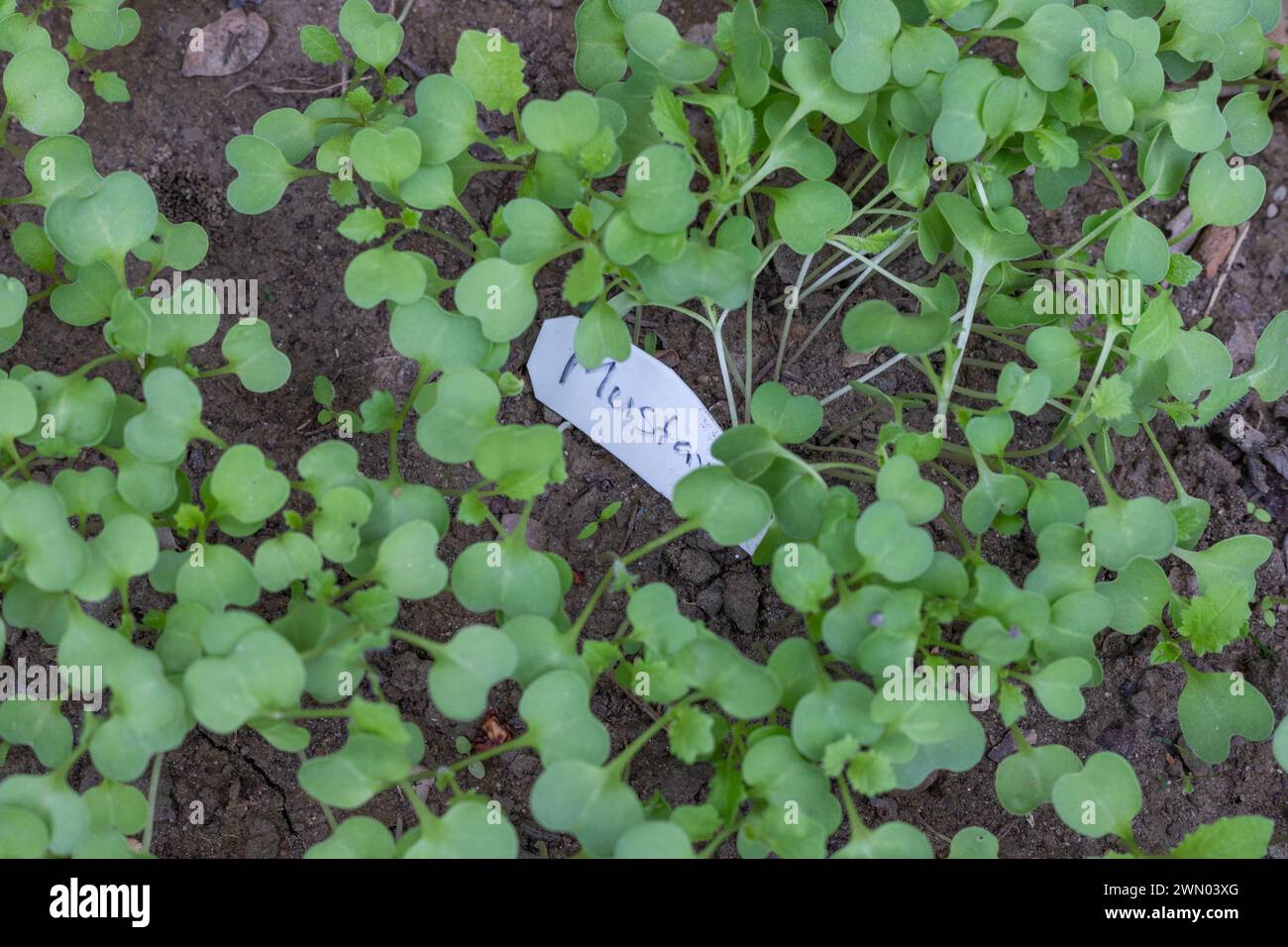 Semi di senape germinati nel giardinaggio Foto Stock